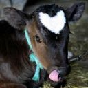 jackblacktose avatar