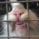 jacke801jeevas avatar