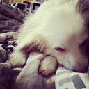 jackielanturn avatar