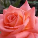 jackietripllex avatar