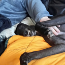 jackrum-jackbutt avatar