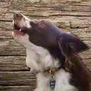 jackthecollie avatar