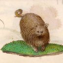 jacobsonsorgan avatar