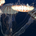 jadedragon1903 avatar