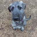 jadedsighthound avatar