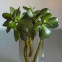 jadegreenplant avatar