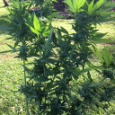 jaegerdudeblog avatar