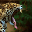 jaguar avatar