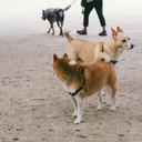 jaimeabbariao avatar