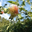 jakarraelfandom avatar