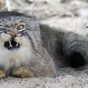 jamesdavisnicoll avatar