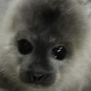 jamuly avatar
