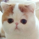 janelletheloser avatar