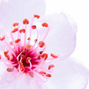 janpingu-okami-blog avatar