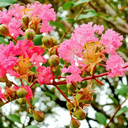 japanesesunset avatar