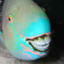 jarjarbinksistherealsithlord333 avatar