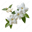 jasminaldehyde avatar