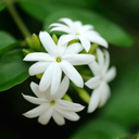 jasmine-r-ma avatar