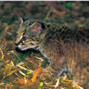 jasminedragonn avatar