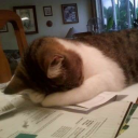 jasminestudying avatar