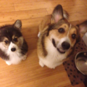 jaspercorgiface avatar