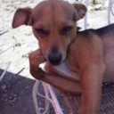 javierbardoom avatar