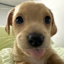 javierescuellashorse avatar