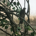 javieroverthere avatar