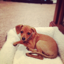 jaxthechiweenie avatar