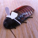 jay-the-needy avatar