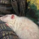 jaythesleepyrat avatar