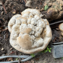 jazkfail-blog avatar