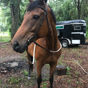 jazzscatt-ottb avatar