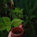 jazzy-plant-nerd avatar