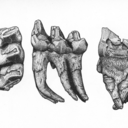 jcandersonillustration avatar