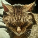 jcatmanj-blog avatar