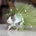 jeffbezosisacapitalistpig avatar