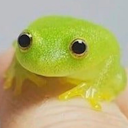 jeiiyfrog avatar