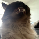 jelly-beanie-art avatar