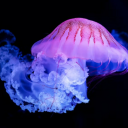 jellybookfish avatar