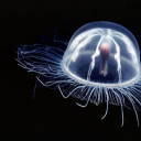 jellyfish-are-scary avatar