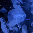jellyfish-flow3r avatar
