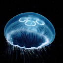 jellyfish-uwu avatar