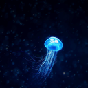 jellyfish-words avatar