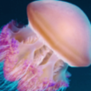 jellyfishfaces avatar