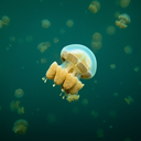 jellyfishgalore-blog avatar