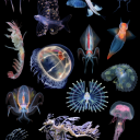 jellyfishgirl05 avatar