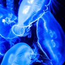 jellyfishobsession avatar