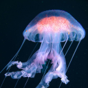 jellyfishprincesss avatar