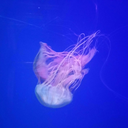 jellyfishylove avatar